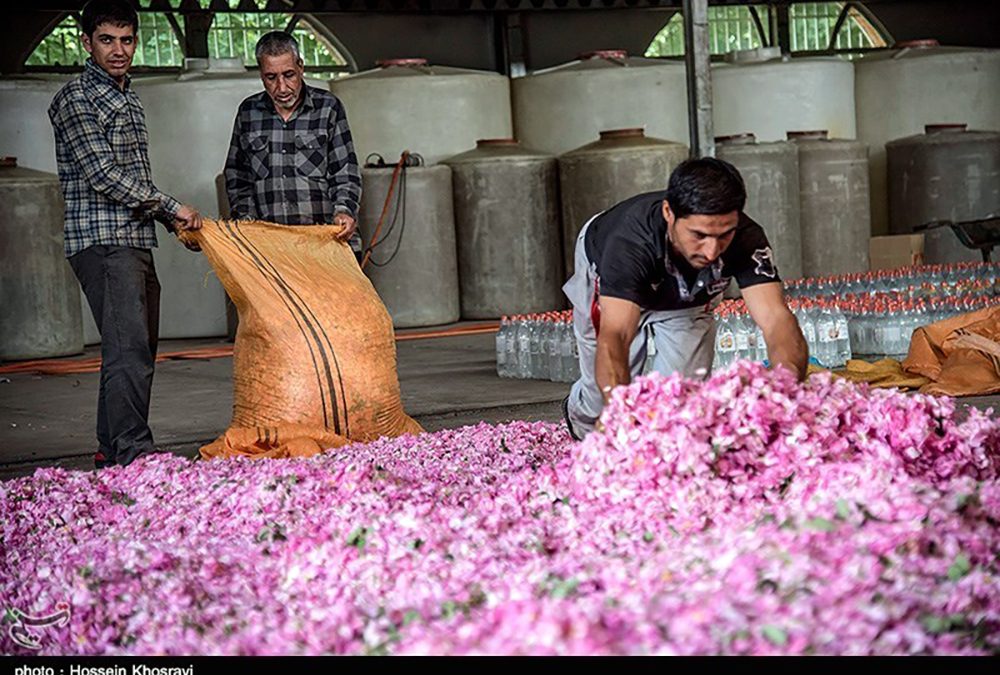 Rosewater the Miracle Hydrolat