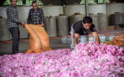 Rosewater the Miracle Hydrolat