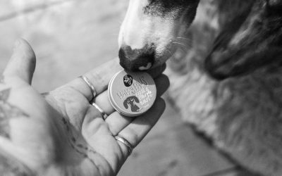 Using Essential Oils with Animals