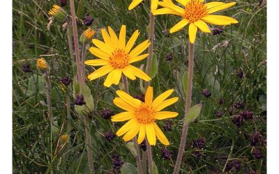 Arnica Oil